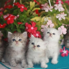 Image pour l'annonce magnifiques chatons persans de race pure