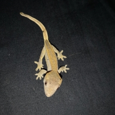Image pour l'annonce vends gecko a crete