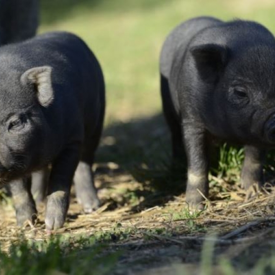 Image pour l'annonce Adorables bébés mini cochons de compagnie