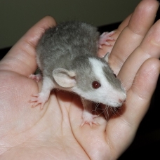 Image pour l'annonce Bébés et jeunes rats à adopter