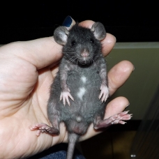 Image pour l'annonce Bébés et jeunes rats à adopter