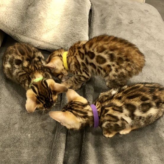 Image pour l'annonce Chatons bengal Loof