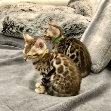 Image pour l'annonce Chatons bengal Loof