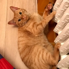 Image pour l'annonce Donne chat type européen tigré roux de 2 ans