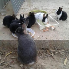 Image pour l'annonce Petits lapins nains