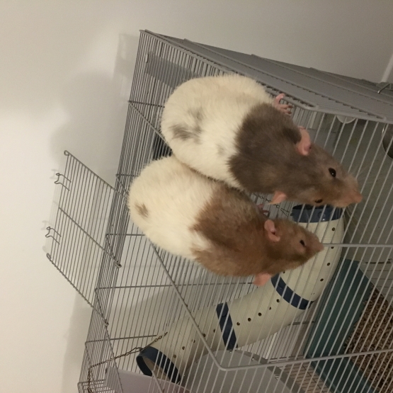 Image pour l'annonce Donne 2 rats dumbos adultes (cages et accessoires pour 60€)