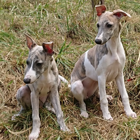 Image pour l'annonce vend chiot whippet LOF