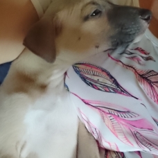 Image pour l'annonce vend chiot whippet LOF
