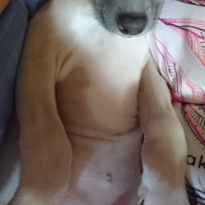Image pour l'annonce vend chiot whippet LOF