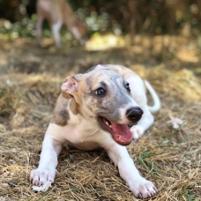 Image pour l'annonce vend chiot whippet LOF