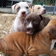 Image pour l'annonce Chiots American Pit Bull Terrier