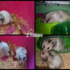 Image pour l'annonce Hamster syrien angora a vendre