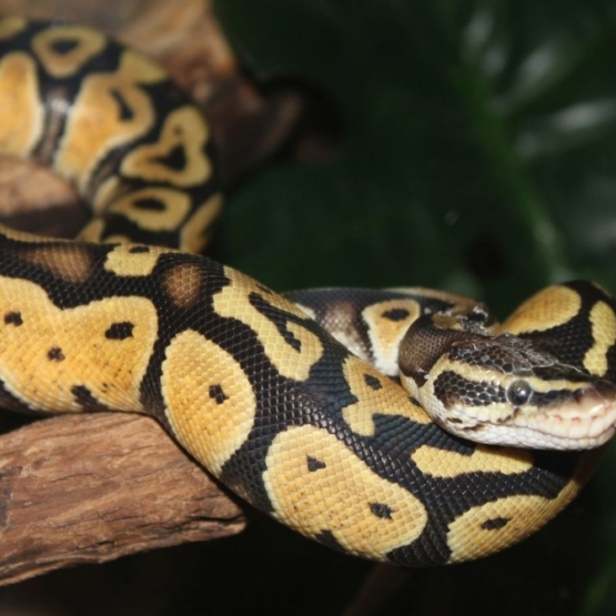 Image pour l'annonce Vend python royal pastel