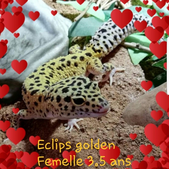 Image pour l'annonce couple gecko reproducteur ou seul