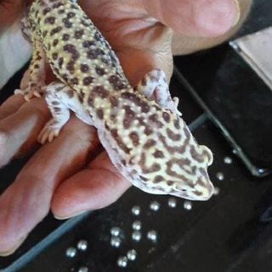 Image pour l'annonce vend gecko 1 male et 1 femelle avec terra