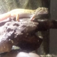 Image pour l'annonce vend gecko 1 male et 1 femelle avec terra