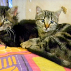 Image pour l'annonce Donne adorables chatons type europeen tigré ou noir (poils longs)