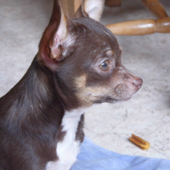 Image pour l'annonce Étalon Chihuahua testé pour saillie