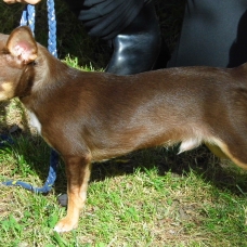 Image pour l'annonce Étalon Chihuahua testé pour saillie