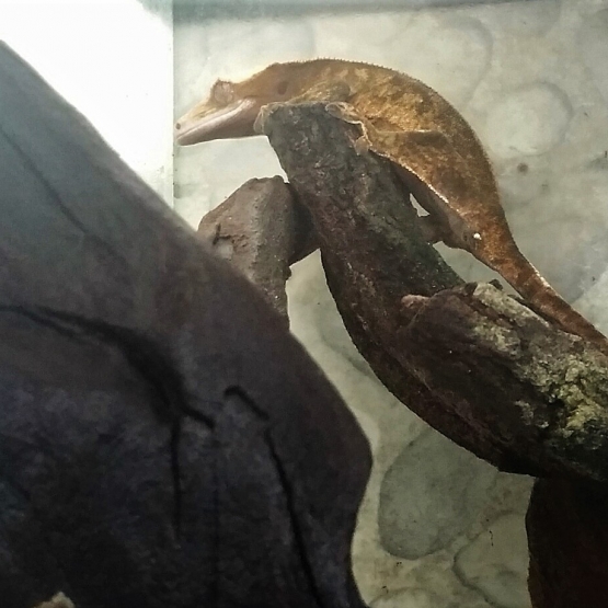 Image pour l'annonce Vends Gecko femelle adulte