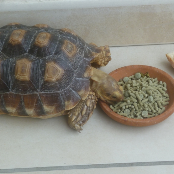 Image pour l'annonce vends tortue Sulcata