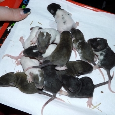 Image pour l'annonce Bébés rats / ratons mâles et femelles à réserver