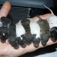 Image pour l'annonce Bébés rats / ratons mâles et femelles à réserver