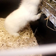 Image pour l'annonce Bébé lapin nain blanc