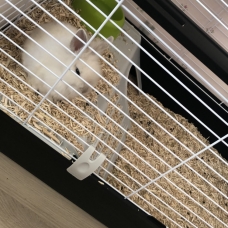 Image pour l'annonce Bébé lapin nain blanc