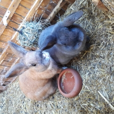 Image pour l'annonce Donne 2 lapins nains