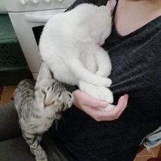 Image pour l'annonce 2 chatons fusionnels à adopter