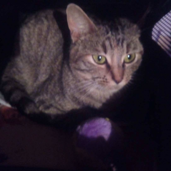 Image pour l'annonce Erza toute mimi petite chatte d'un an, douce, câline qui espère trouver un foyer