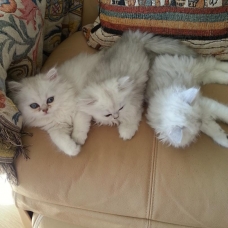 Image pour l'annonce Magnifiques chatons persans disponibles à la reservation