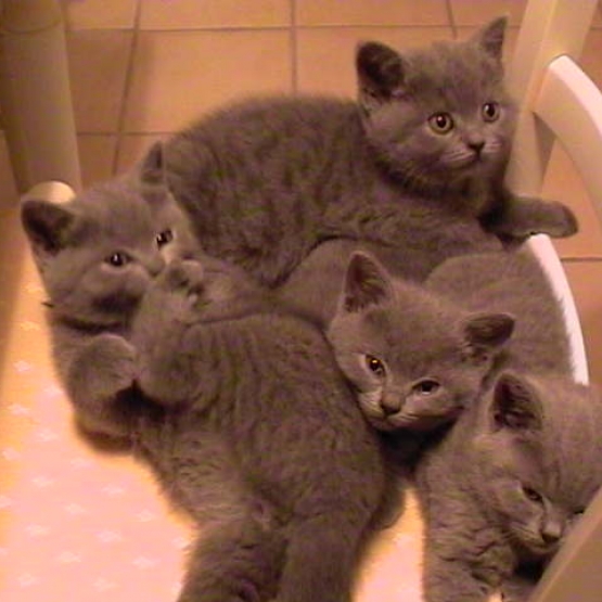 Image pour l'annonce 4 chatons chartreux cherchent famille
