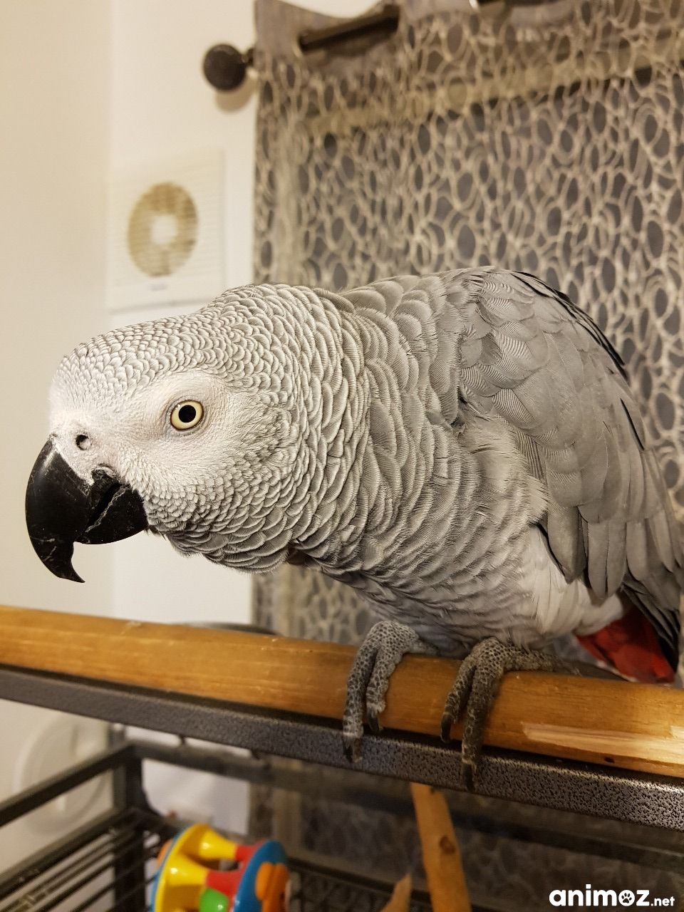 Donne gris du gabon mâle et femelle de 2 ans. EureetLoir (28) sur