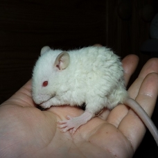 Image pour l'annonce A adopter bébés rats ratons mâles rex / double-rex
