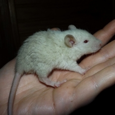 Image pour l'annonce A adopter bébés rats ratons mâles rex / double-rex
