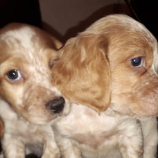 Image pour l'annonce 2 chiots épagneul mâles