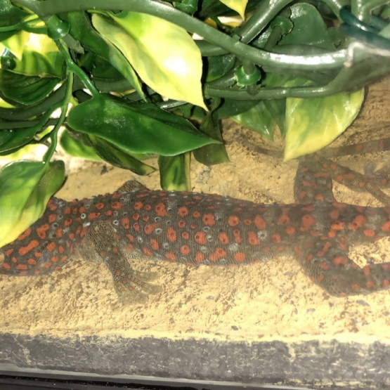 Image pour l'annonce Vends gecko tokay