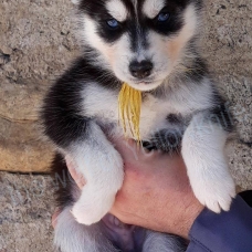 Image pour l'annonce magnifiques chiots type husky sibérien