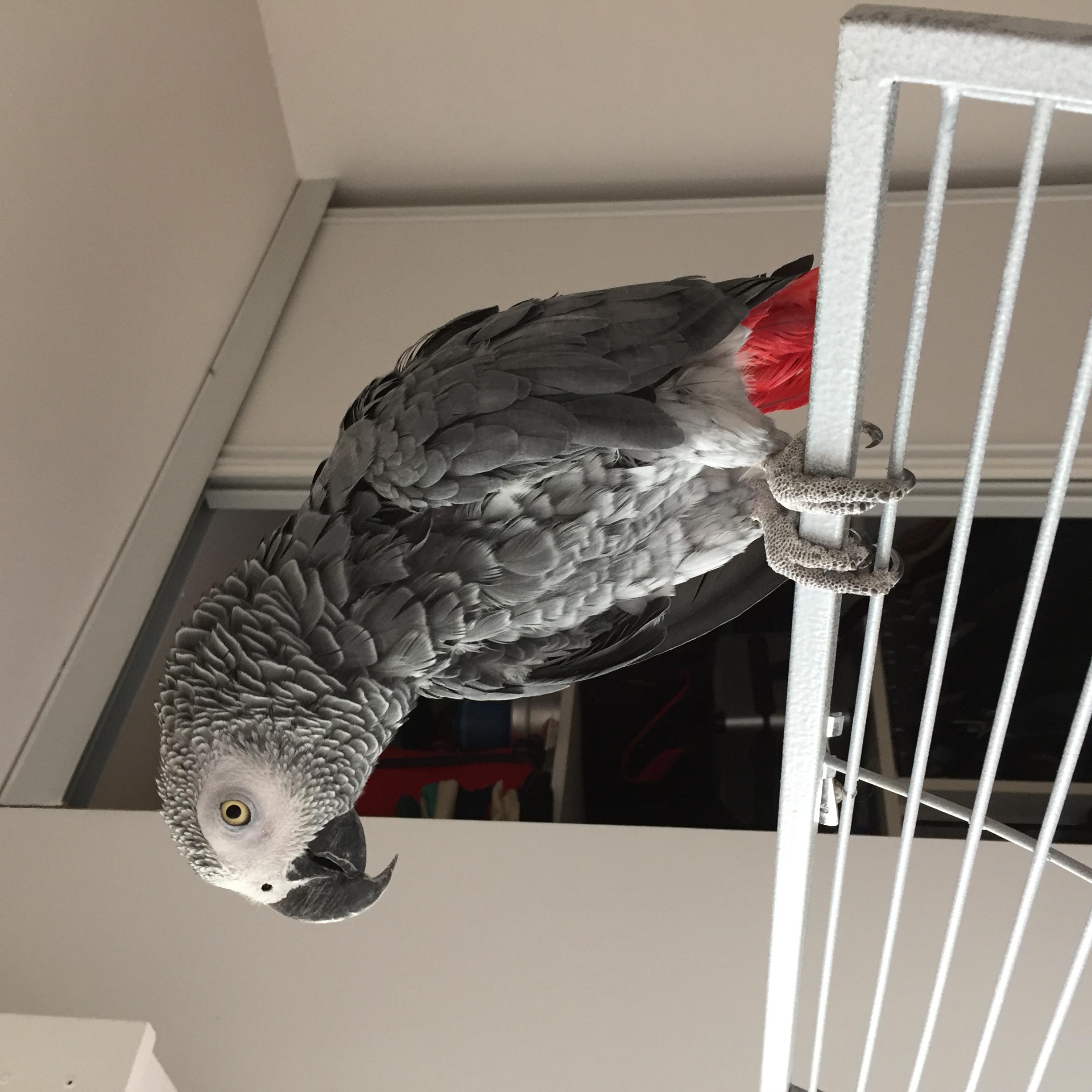 Donne perroquet gris du Gabon adulte Paris (75) GRATUIT sur