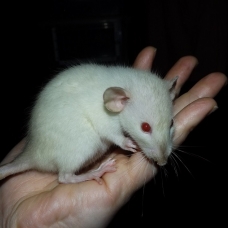 Image pour l'annonce A adopter bébés rats ratons dumbo / rex / double-rex