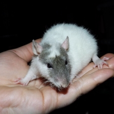Image pour l'annonce A adopter bébés rats ratons dumbo / rex / double-rex