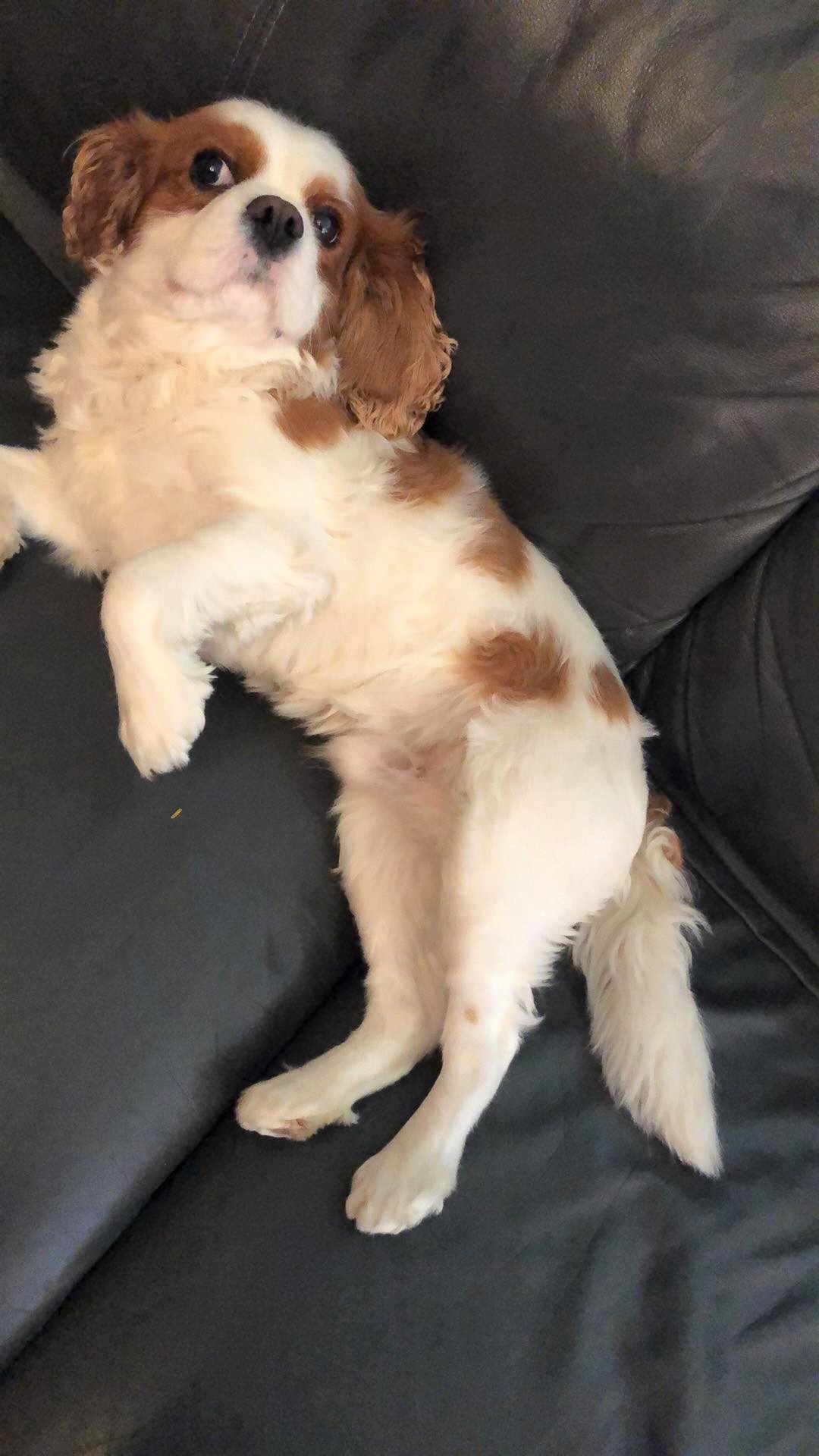 Propose Cavalier King Charles Male Pour Saillie Haute Garonne 31 Gratuit Sur Animoz Net