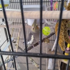Image pour l'annonce Couple de perruches calopsittes avec leur cage et accessoires