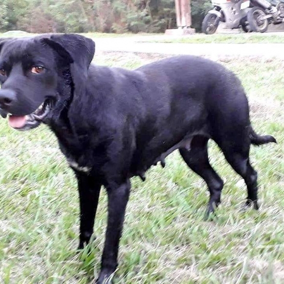 Image pour l'annonce Cynga, chienne croisée labrador à adopter