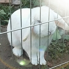 Image pour l'annonce Vends deux lapins béliers