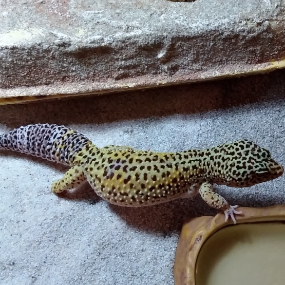 Image pour l'annonce vends deux femelles geckos léopard plus terrarium équipé