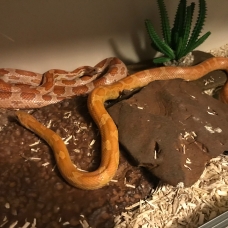 Image pour l'annonce vend deux serpents elaphe orange et vivarium complet