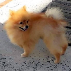 Image pour l'annonce Tibou, petit chien mâle croisé spitz